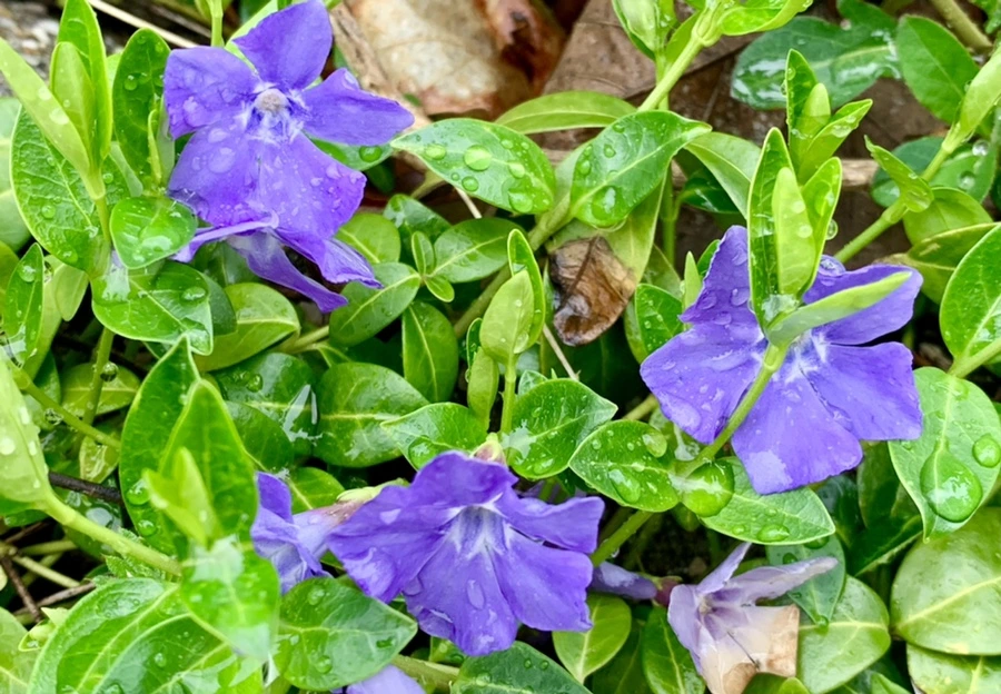 IMG_5349.jpg?type=w966