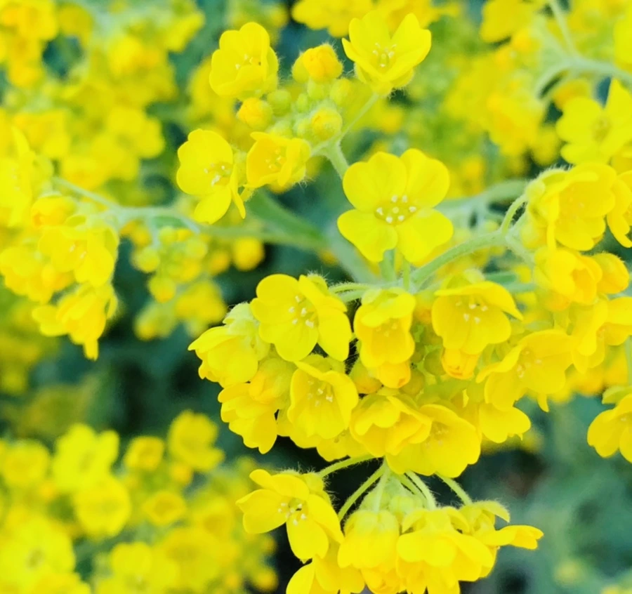 IMG_4173.jpg?type=w966