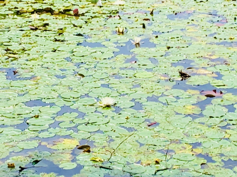 IMG_9164.jpg?type=w966