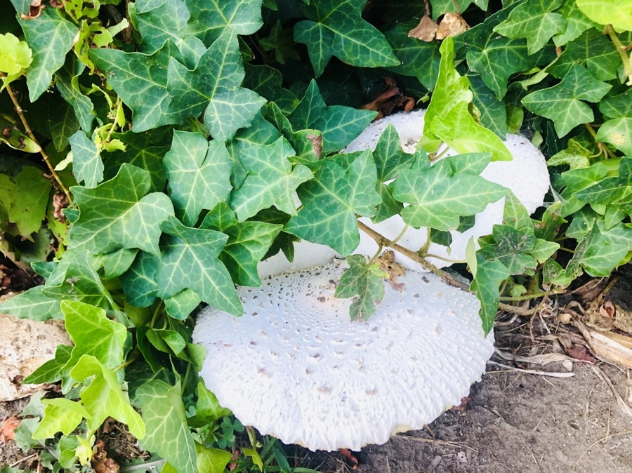 IMG_4853.jpg?type=w966