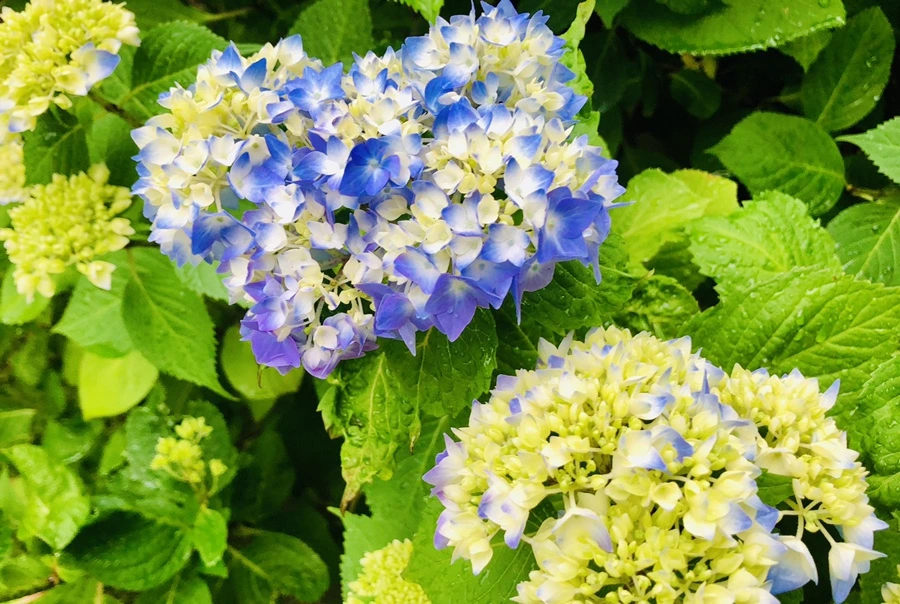 IMG_8143.jpg?type=w966