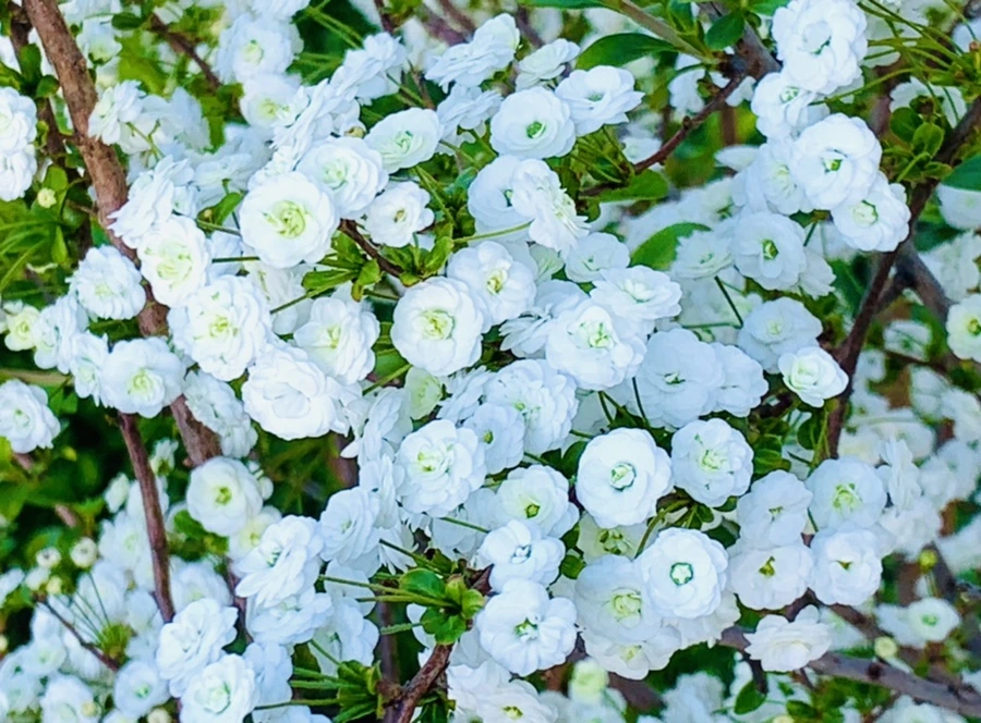 IMG_3297.jpg?type=w966