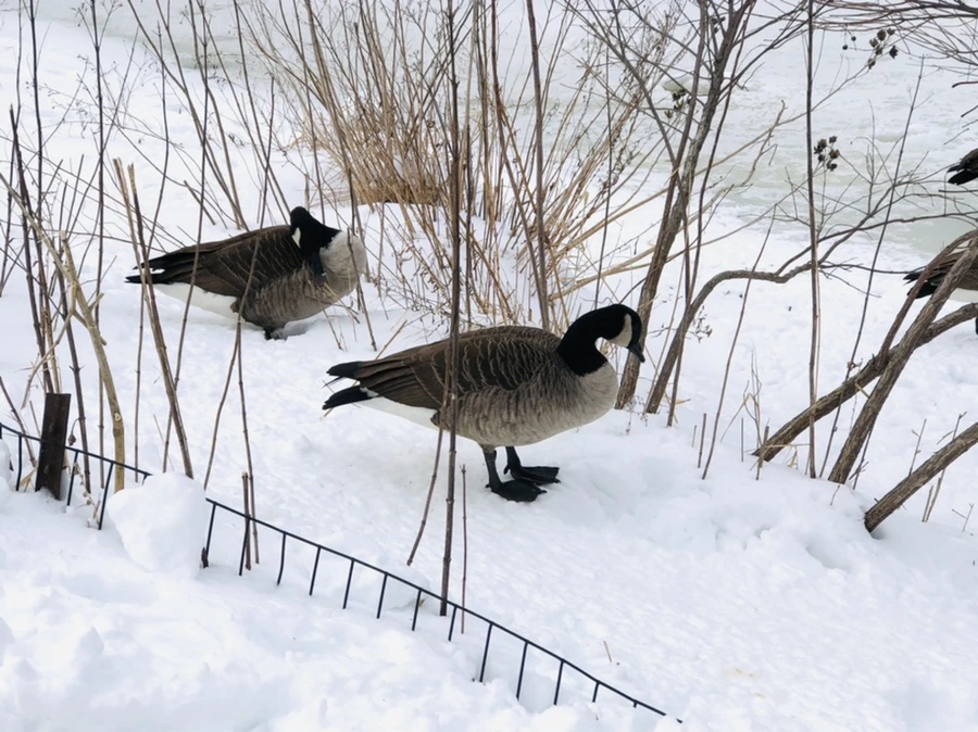 IMG_9493.jpg?type=w966