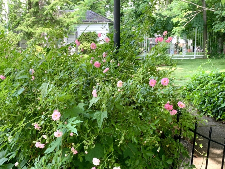 IMG_1843.jpg?type=w966