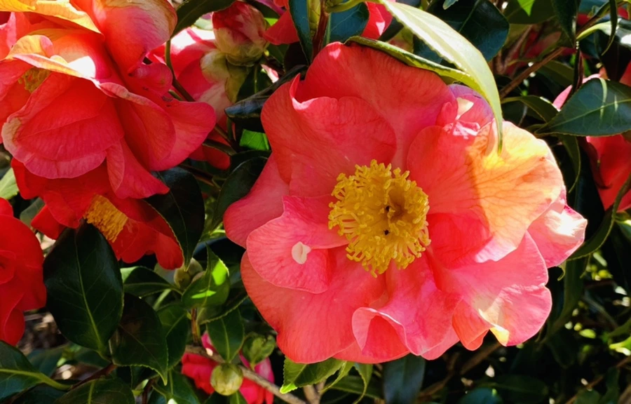 IMG_8191.jpg?type=w966