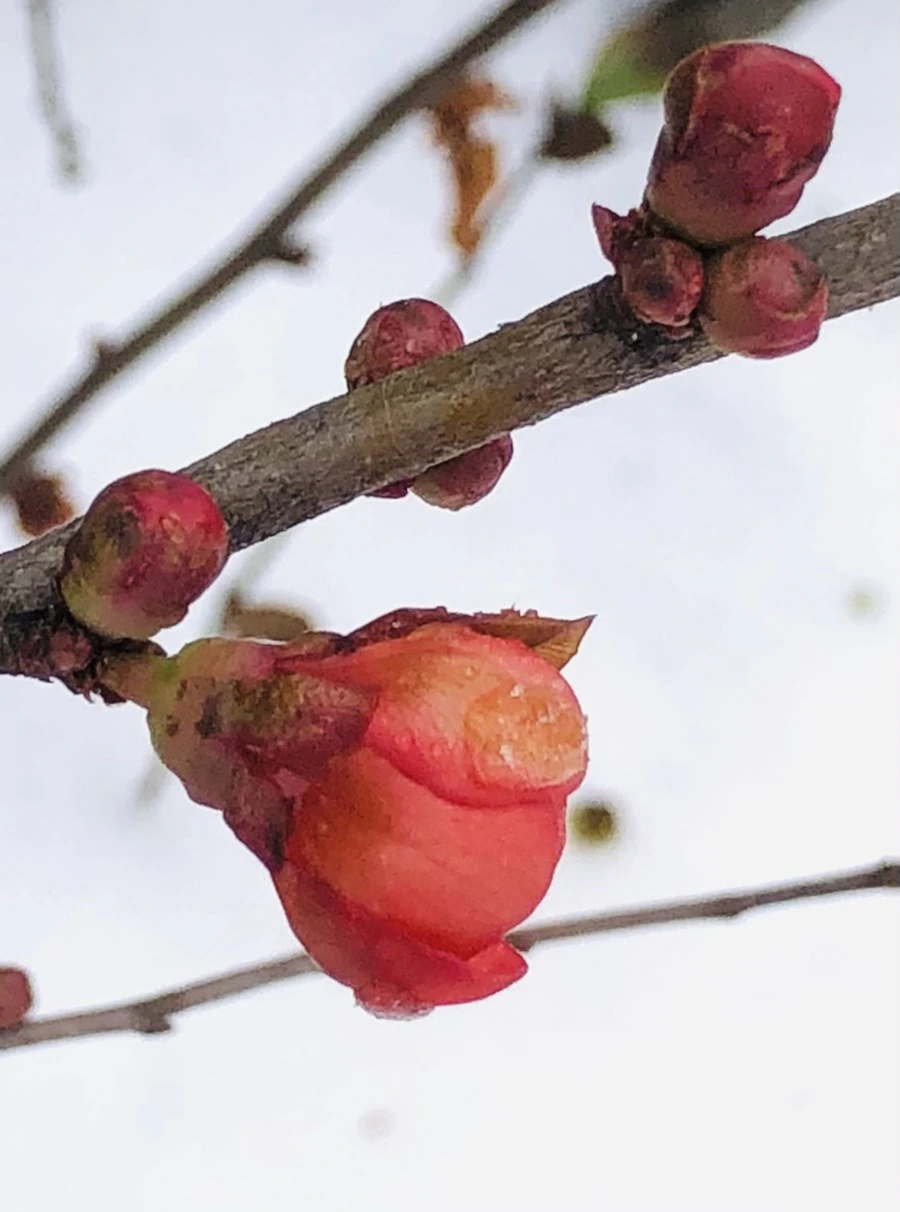 IMG_9032.jpg?type=w966