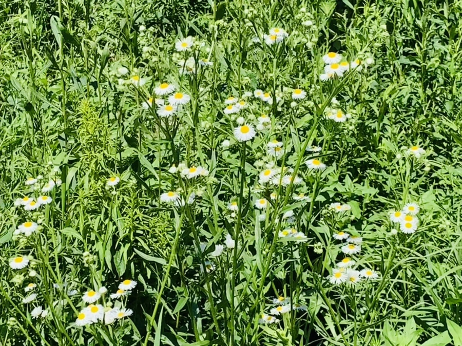 IMG_4709.jpg?type=w966