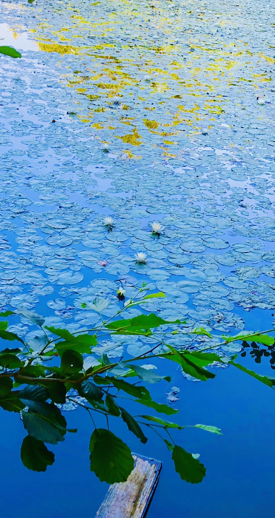 IMG_3781.jpg?type=w966