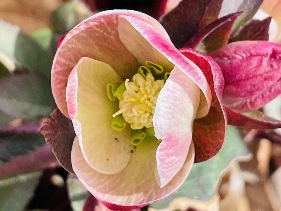 IMG_4167.jpg?type=w966