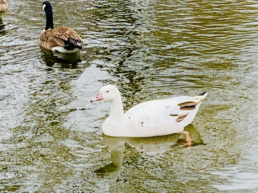 IMG_1656.jpg?type=w966