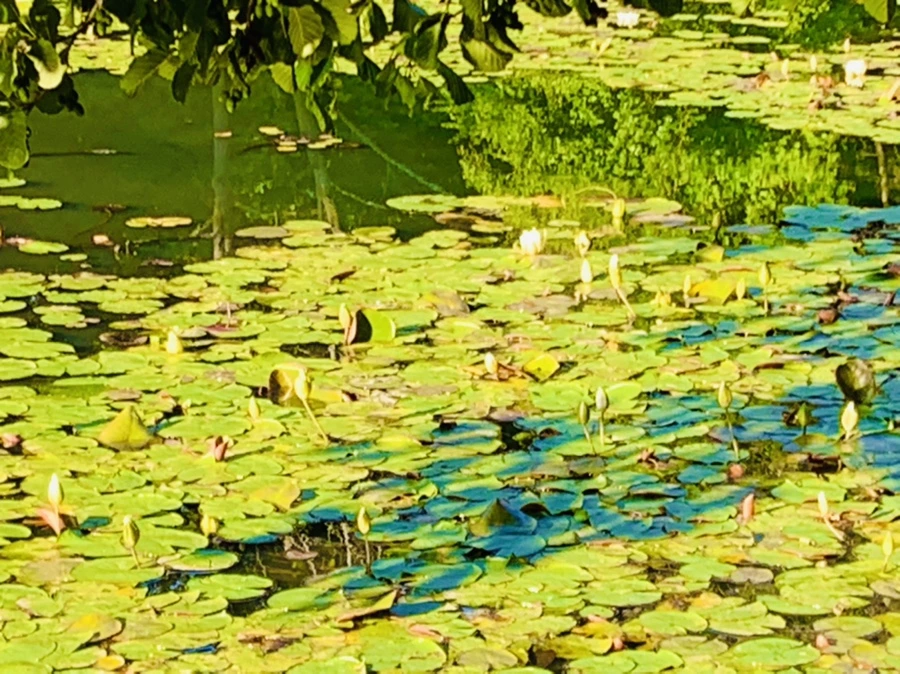 IMG_4311.jpg?type=w966