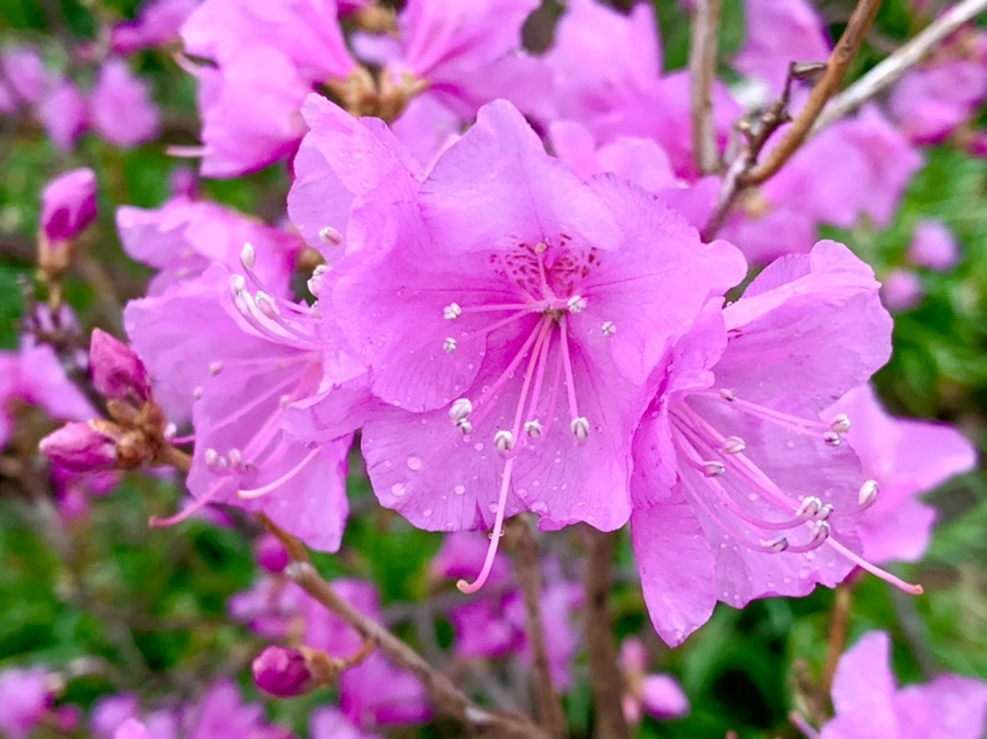 IMG_4768.jpg?type=w966