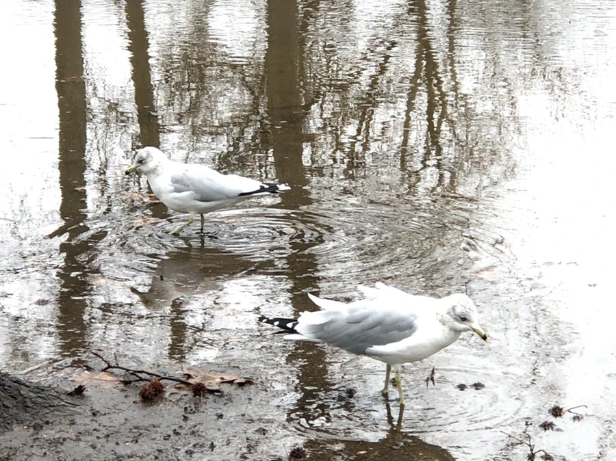 IMG_9421.jpg?type=w966