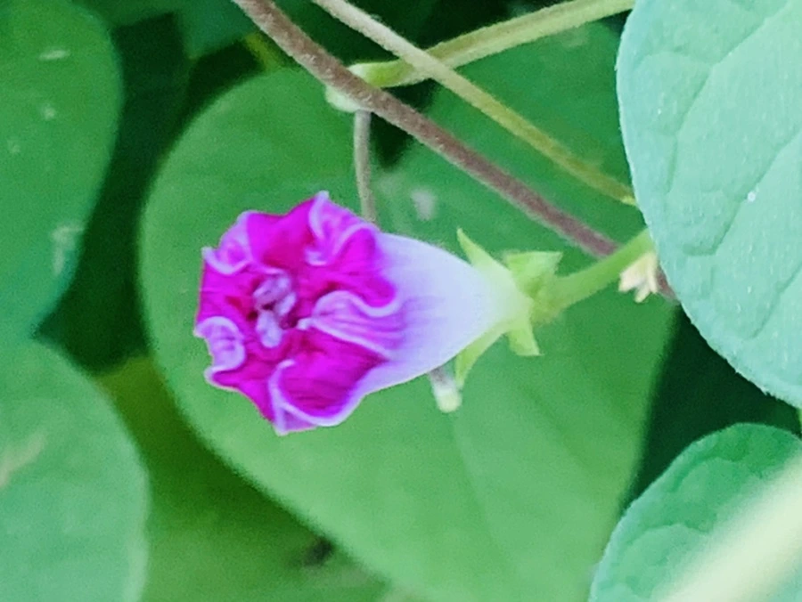 IMG_6004.jpg?type=w966