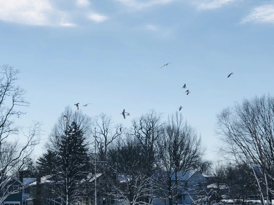 IMG_1312.jpg?type=w966