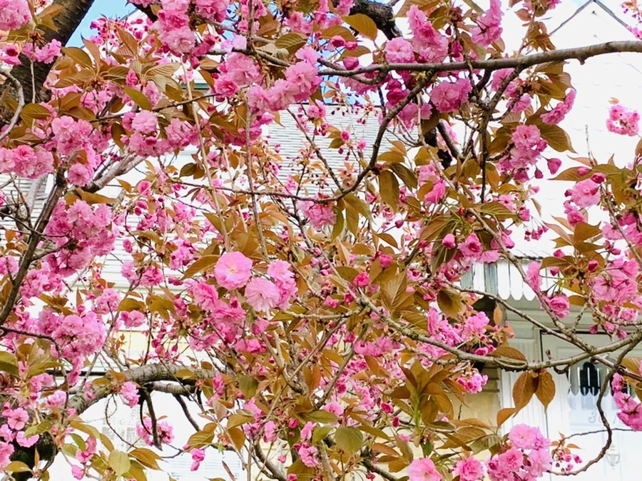 IMG_4328.jpg?type=w966