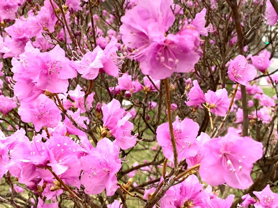 IMG_4827.jpg?type=w966