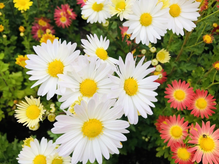 IMG_2581.jpg?type=w966