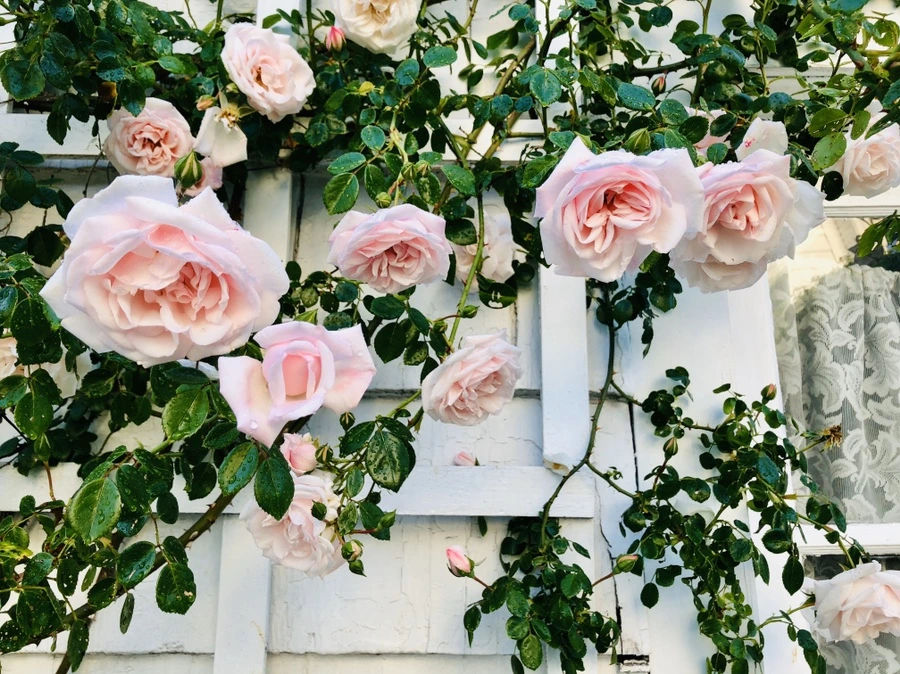 IMG_8222.jpg?type=w966