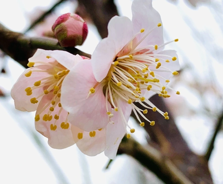 IMG_1696.jpg?type=w966