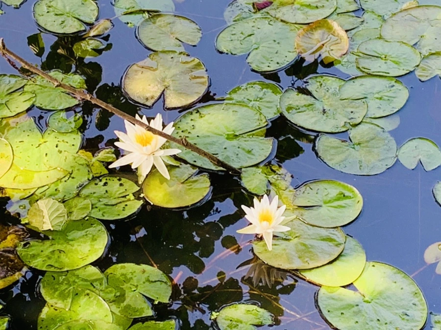 IMG_1315.jpg?type=w966