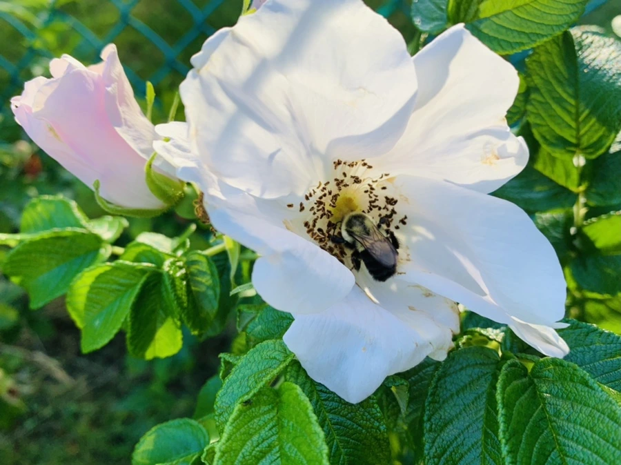 IMG_6249.jpg?type=w966