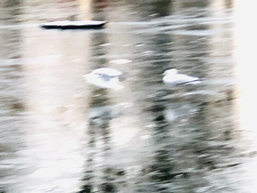 IMG_1936.jpg?type=w966