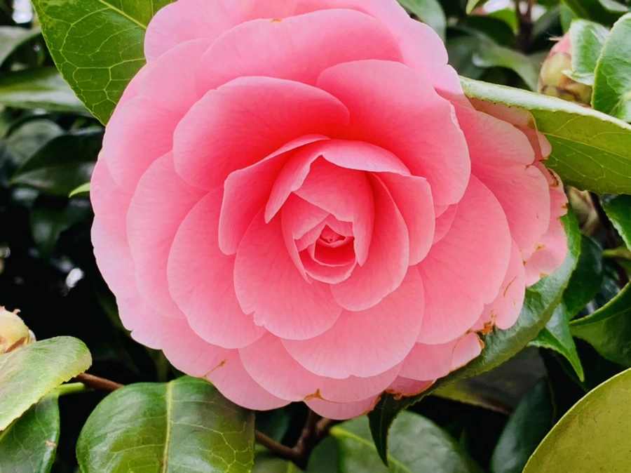 IMG_6013.jpg?type=w966