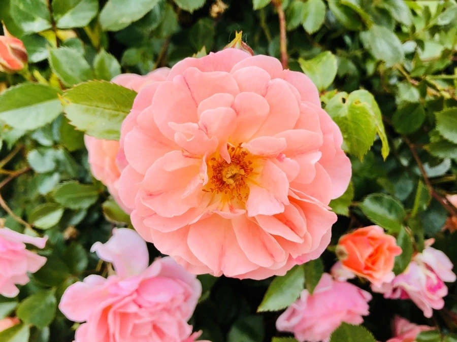 h5O3BXSyKNUolXdekd460QOv0P8