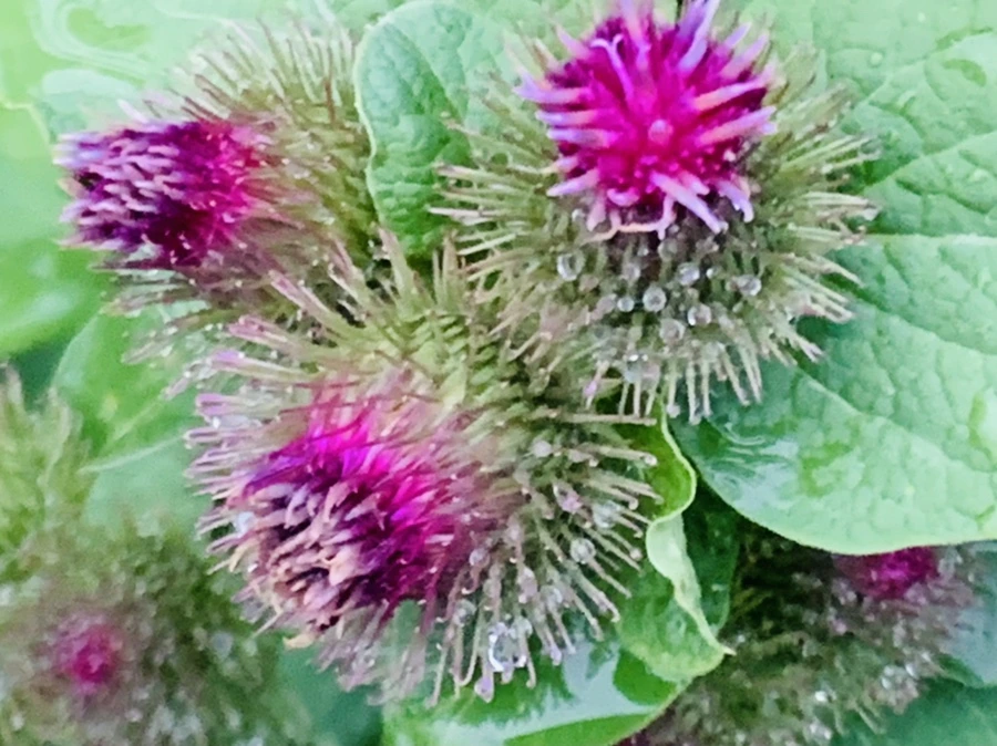 IMG_0788.jpg?type=w966