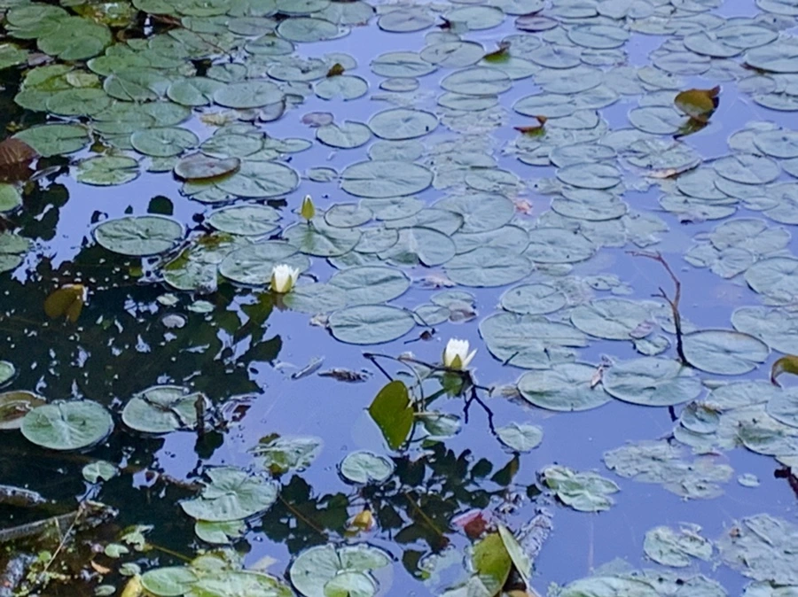 IMG_4239.jpg?type=w966