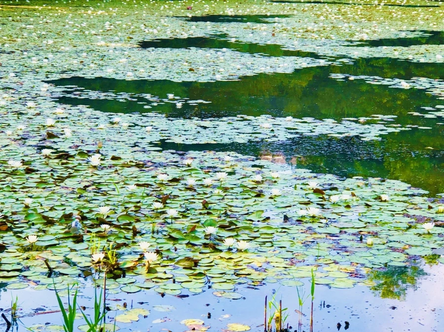 IMG_4955.jpg?type=w966