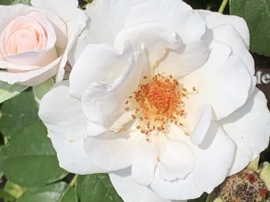 IMG_5443.jpg?type=w966