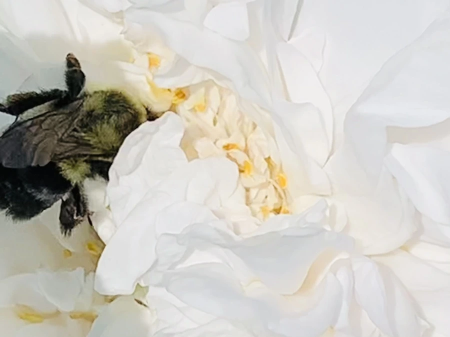 IMG_4167.jpg?type=w966