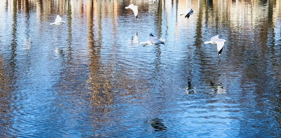 IMG_9767.jpg?type=w966