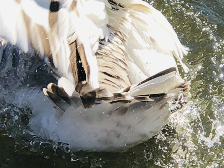 IMG_5216.jpg?type=w966