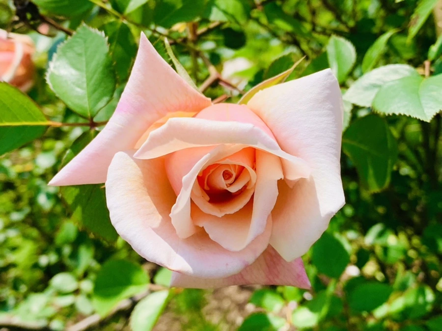 IMG_4134.jpg?type=w966