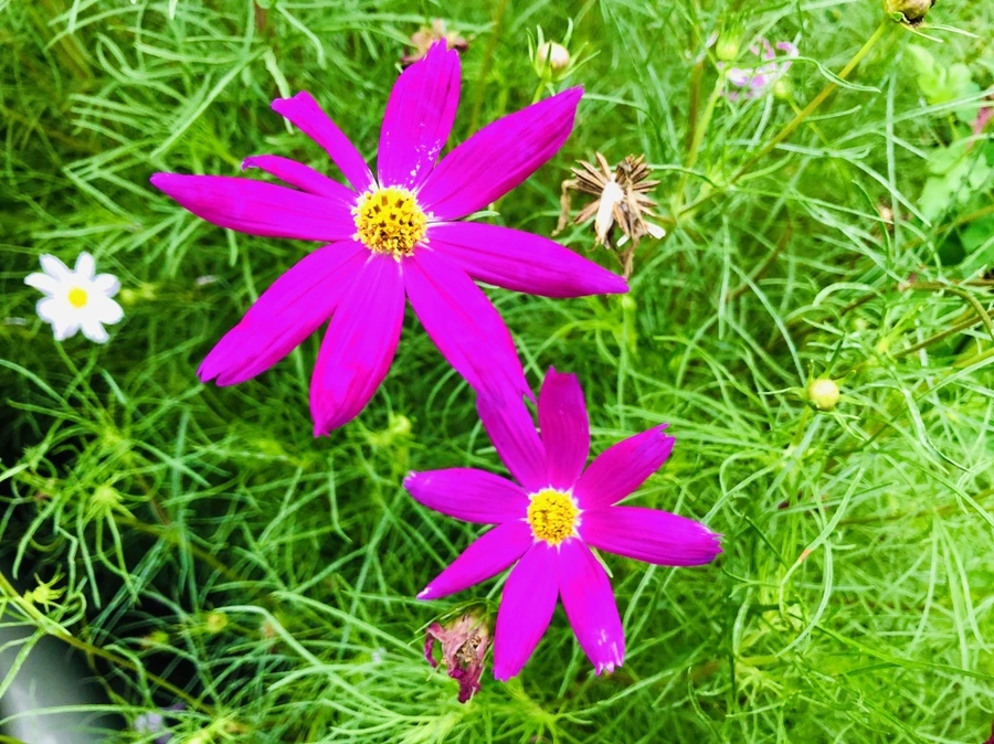 IMG_4137.jpg?type=w966