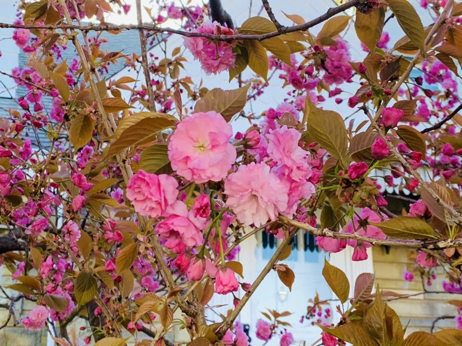 IMG_4192.jpg?type=w966