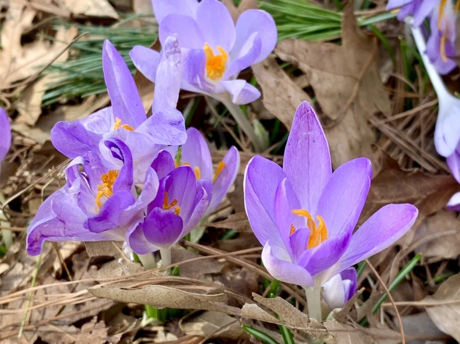 IMG_1249.jpg?type=w966