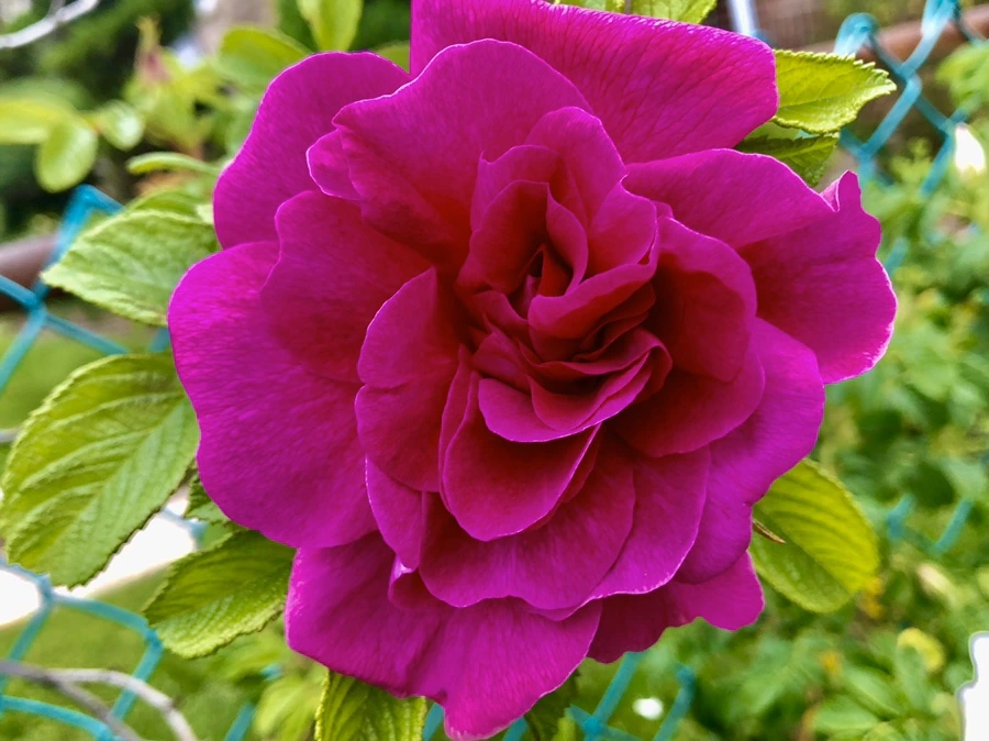 IMG_7377.jpg?type=w966