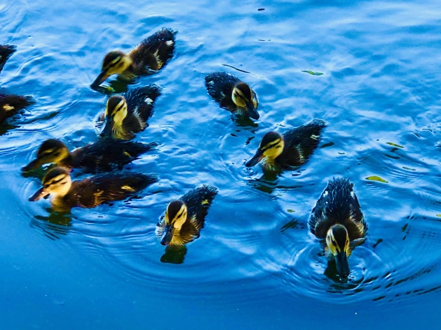 IMG_2713.jpg?type=w966