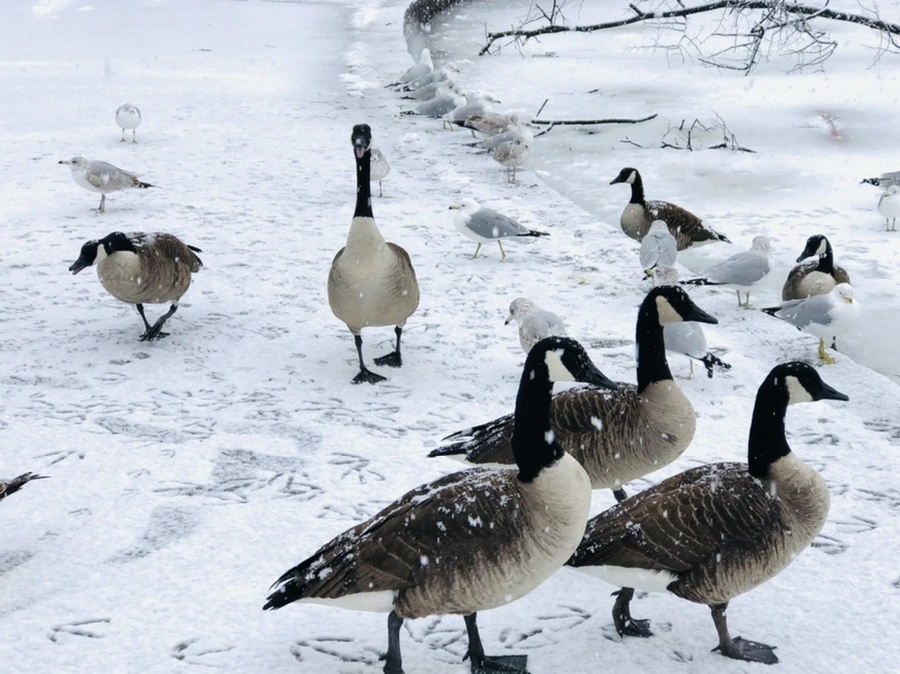 IMG_4187.jpg?type=w966