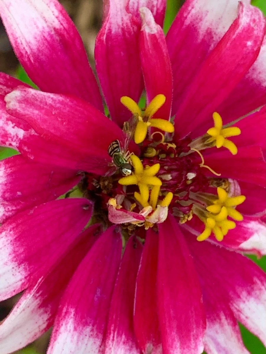 IMG_0492.jpg?type=w966