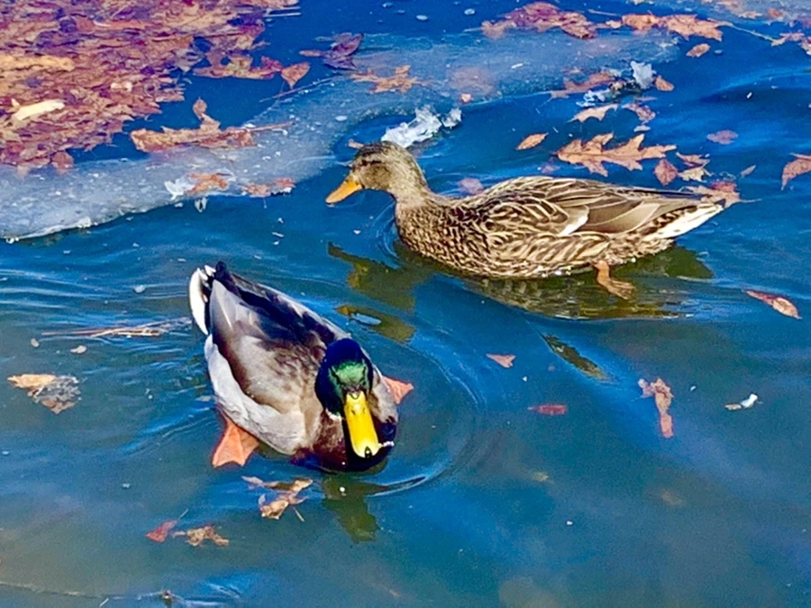 IMG_6813.jpg?type=w966