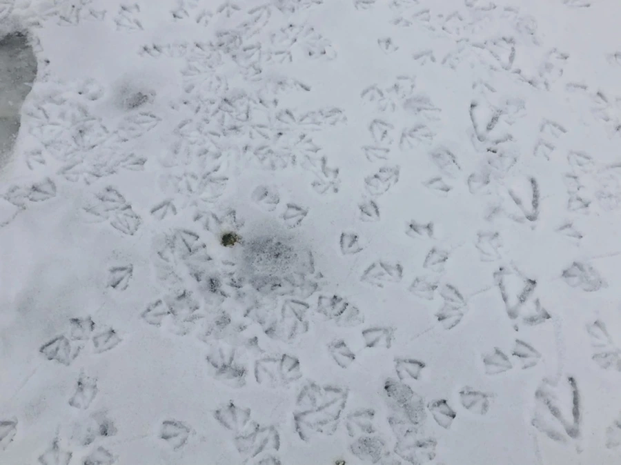 IMG_2555.jpg?type=w966