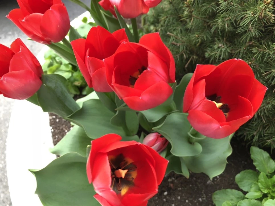 IMG_3221.jpg?type=w966