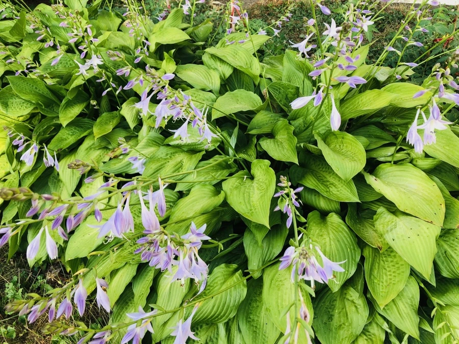 IMG_1852.jpg?type=w966