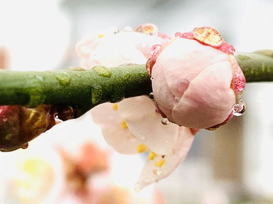 IMG_1951.jpg?type=w966