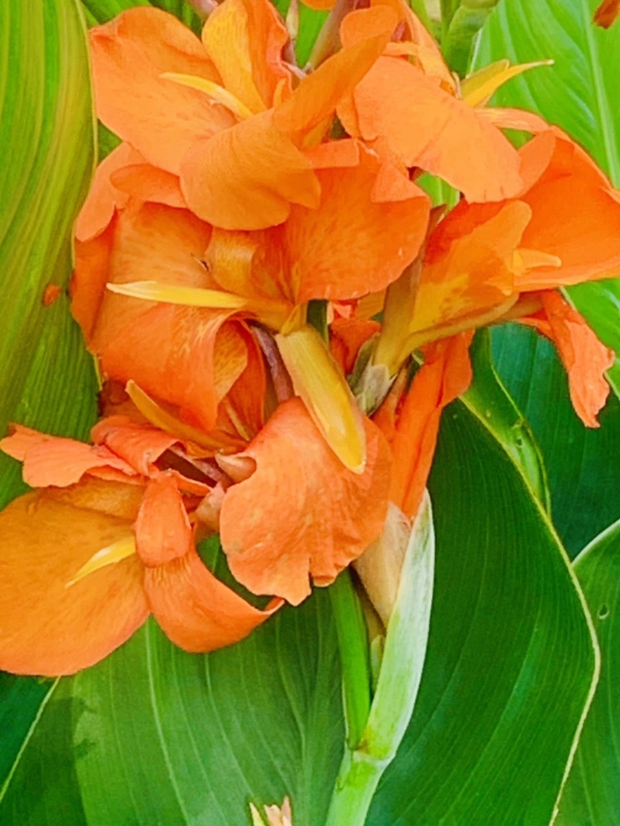 IMG_0645.jpg?type=w966